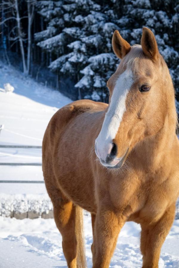 Moosmuehle Allgaeu Untrasried Exteriér fotografie